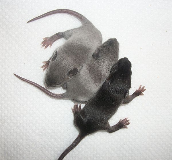 Fancy Mice Breeders • View topic New litter from 29.12.12 Silvered