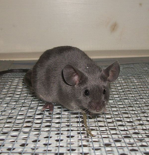 Fancy Mice Breeders • View topic New litter from 29.12.12 Silvered