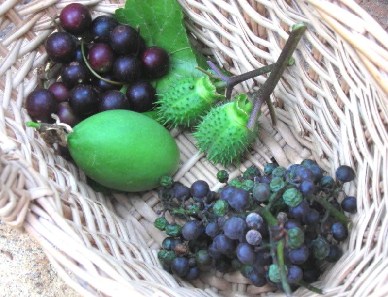 CanonWWWTP_Muscadines_Grapes_Ocoee_ThornApple.jpg