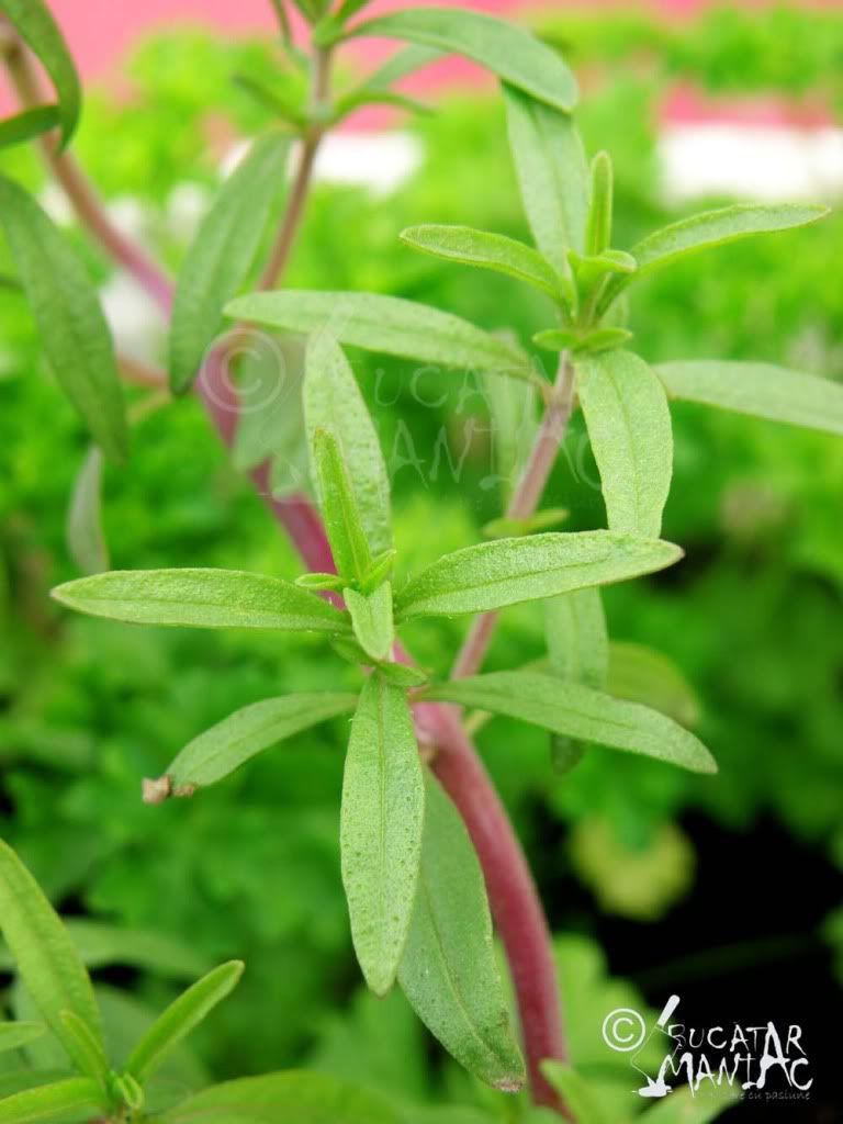 cimbru,retete cimbru,cultivare cimbru,cimbru in ghiveci