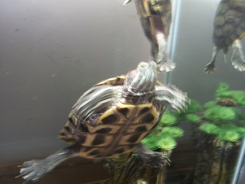 Can Male Red Eared Sliders Have Short Nails Big Pond Turtle Forum