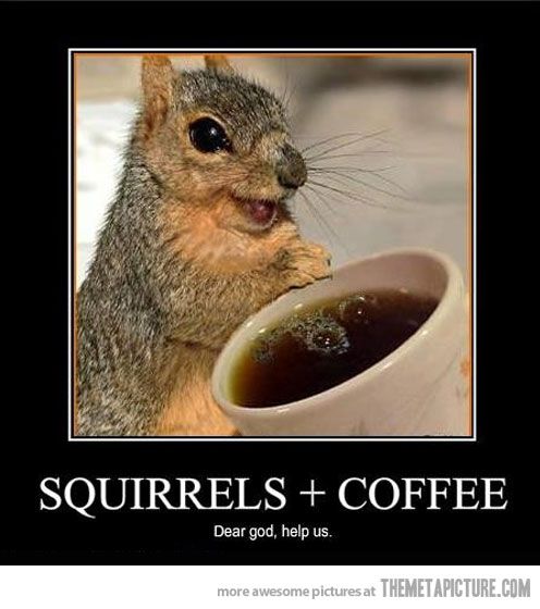 coffeesquirrel_zps087384ca.jpg