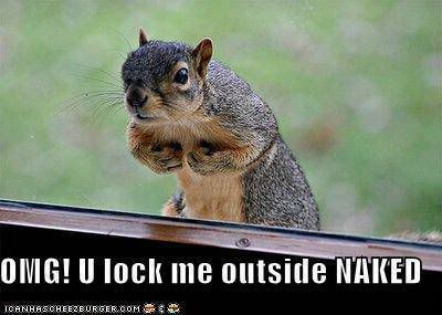 funny-pictures-squirrel-locked-o-1_zpsda3fbd03.jpg