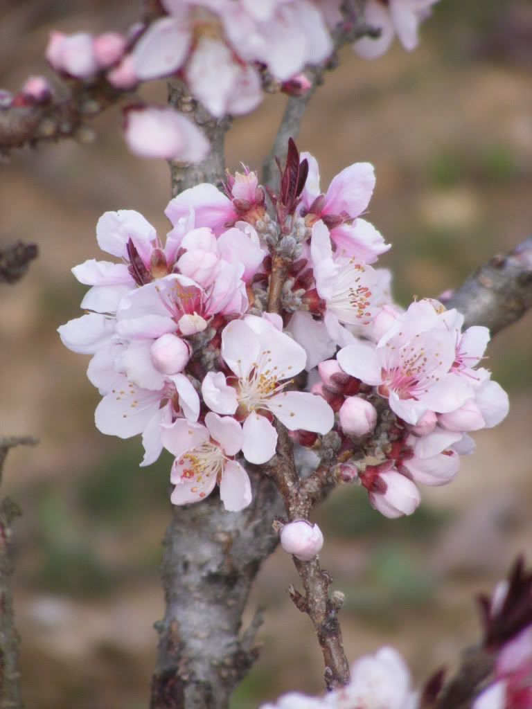 Peach Blossom Pictures, Images and Photos