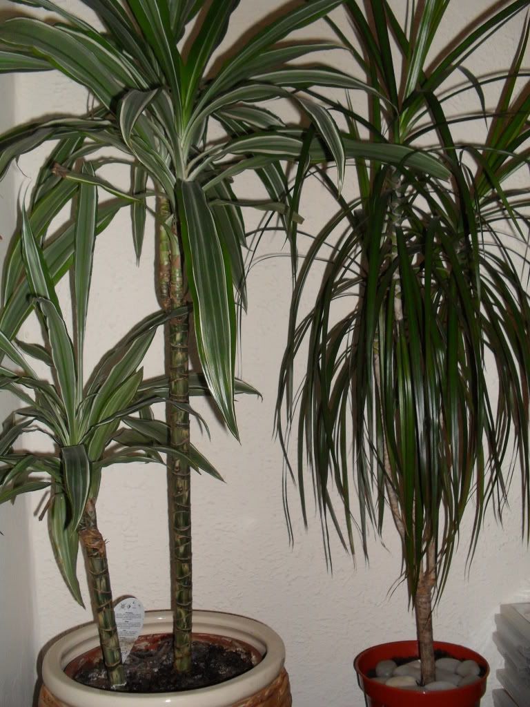 identify house plantpicture - house pictures identify house plantpicture - house pictures