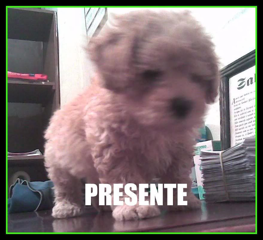 auaua.jpg picture by presente