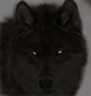 black_wolf_by_PerfectWolf.jpg My inner self O.o image by wintermoon1381
