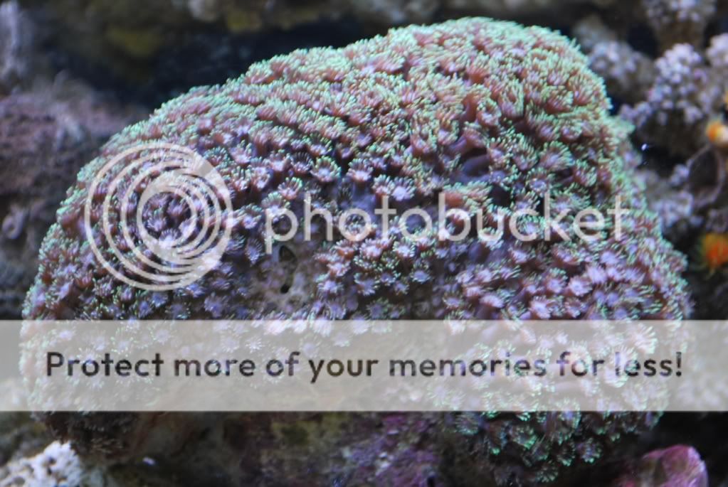 宝石花 生物一问 - 珊瑚新手天地 - 海水鱼友 ~ 海水鱼饲养讨论区